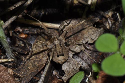 Odiellus spinosus