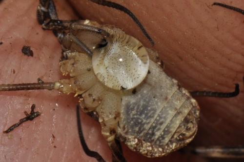Odiellus spinosus