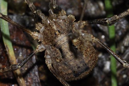 Odiellus spinosus