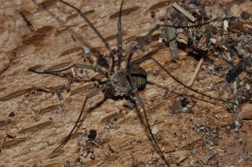 Phalangium opilio