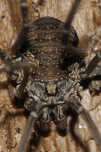Phalangium opilio