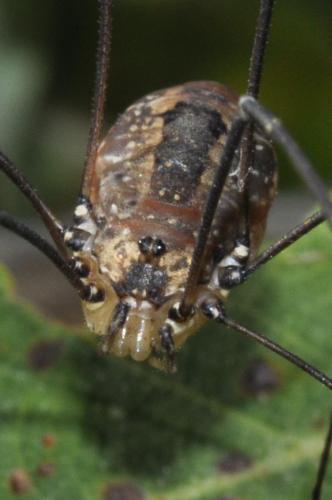 Réf. 110 993 : Leiobunum rotundum
