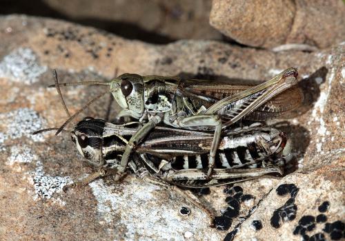 Réf. 110 324 : Aeropedellus variegatus variegatus
