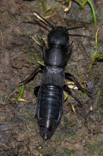 Ocypus sp.