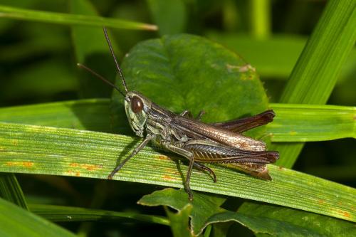 Réf. 110 929 : Euchorthippus elegantulus