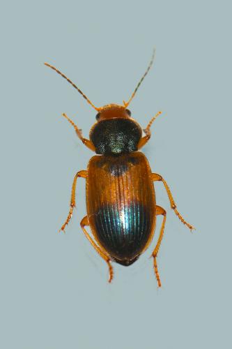 Réf. 110 964 : Diachromus germanus