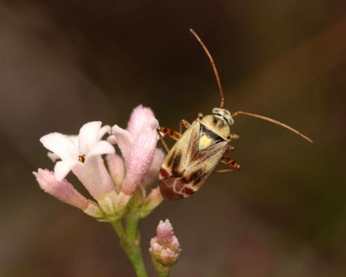 Réf. 110 301 : Polymerus vulneratus