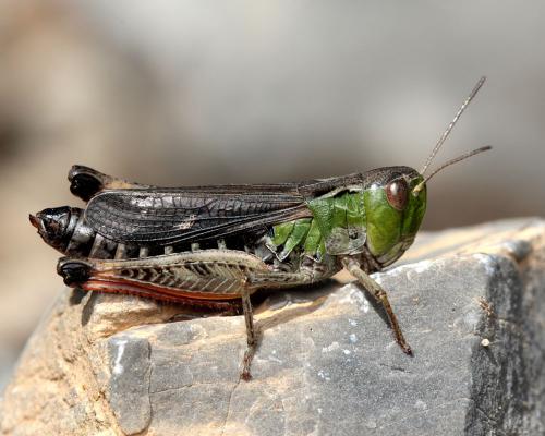 Stenobothrus rubicundulus