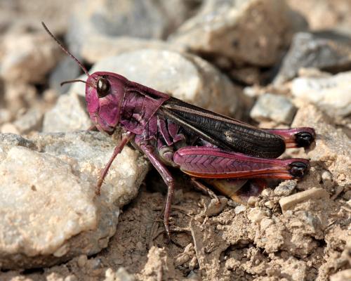 Stenobothrus rubicundulus