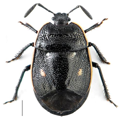 Adomerus biguttatus