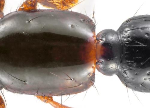 Othius sp.