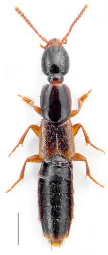 Réf. 110 188 : Othius sp.