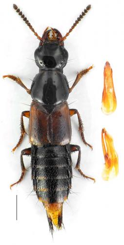 Quedius plagiatus