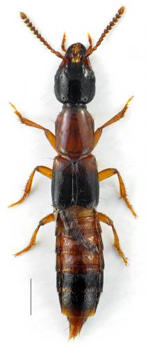 Réf. 110 193 : Atrecus affinis
