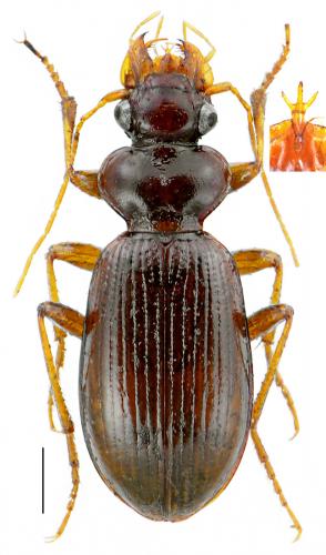 Leistus nitidus