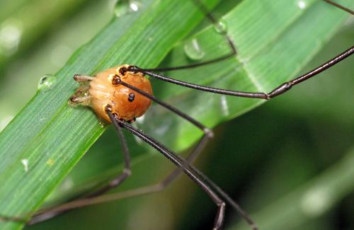 Réf. 110 018 : Leiobunum rotundum