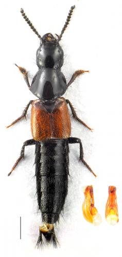 Réf. 110 578 : Quedius sp.