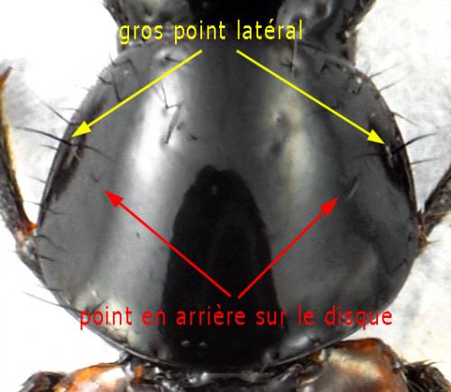 Réf. 110 609 : Quedius sp.