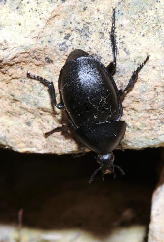 Ablattaria laevigata