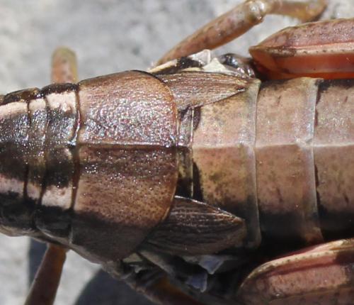 Podisma pedestris