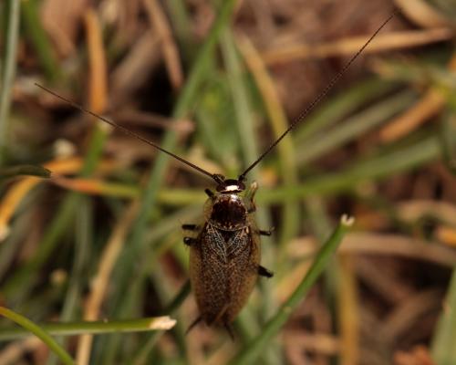 Réf. 110 893 : Capraiellus panzeri