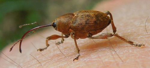 Curculio glandium
