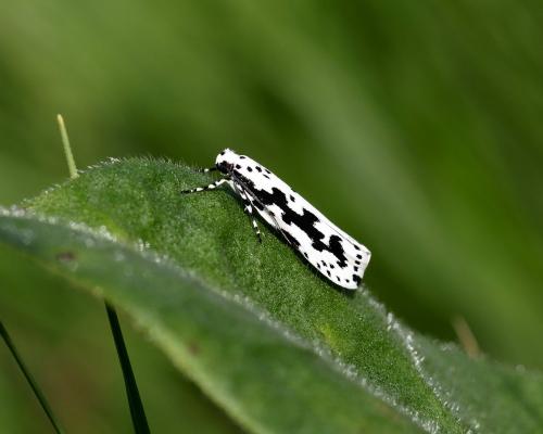 Ethmia pusiella