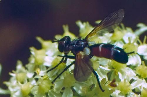 Cylindromyia sp.