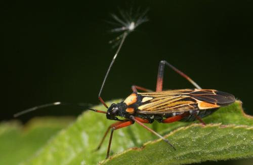 Miris striatus