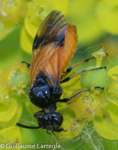 Arge cyanocrocea