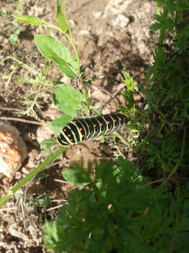 Papilio machaon