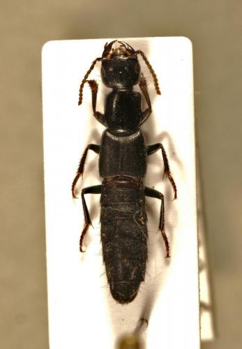 Tasgius ater