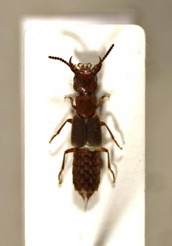 Cafius xantholoma