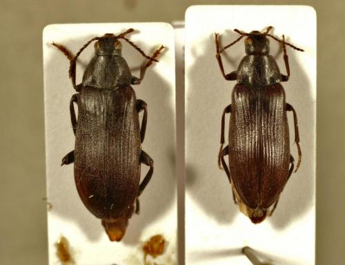 Réf. 110 639 : Melandrya caraboides