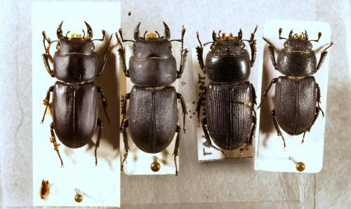 Dorcus sp.