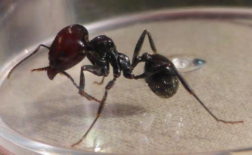 Messor barbarus