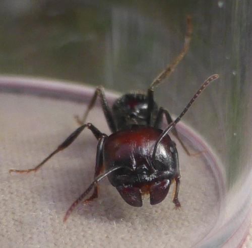 Réf. 110 849 : Messor barbarus
