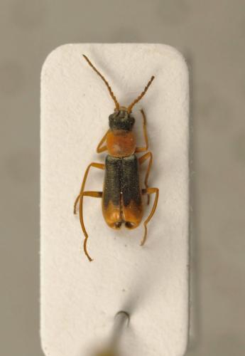 Cerapheles lateplagiatus