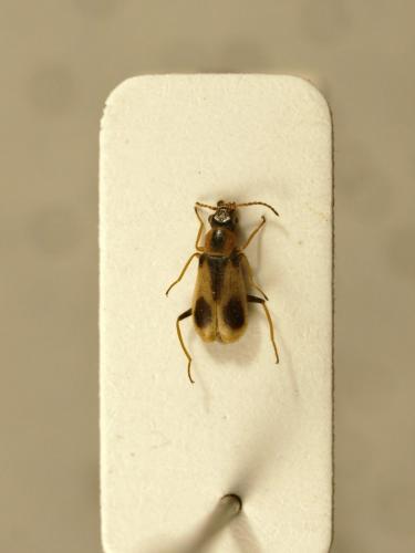 Attalus pictus