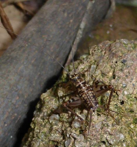 Gryllomorpha dalmatina dalmatina