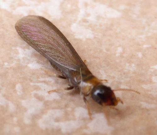Kalotermes flavicollis