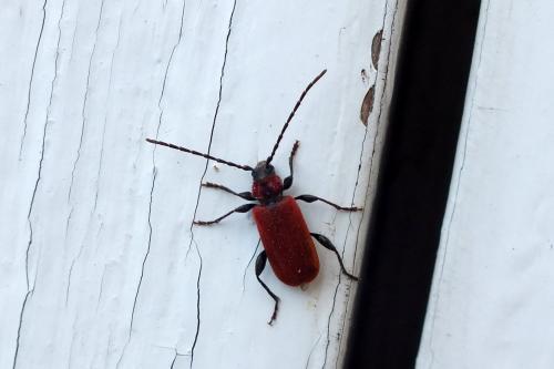 Pyrrhidium sanguineum
