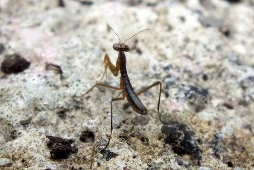 Réf. 110 122 : Mantis religiosa