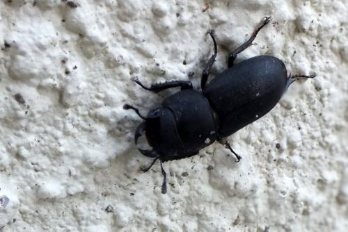 Réf. 110 123 : Dorcus parallelipipedus