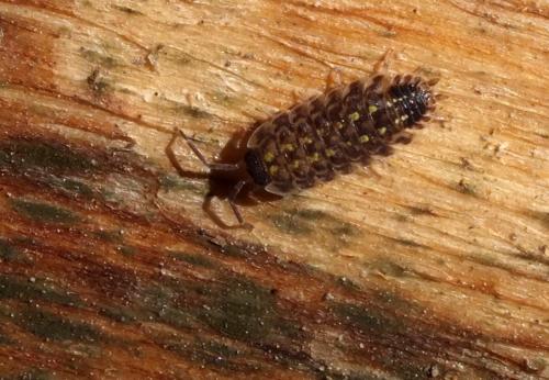 Porcellio spinicornis