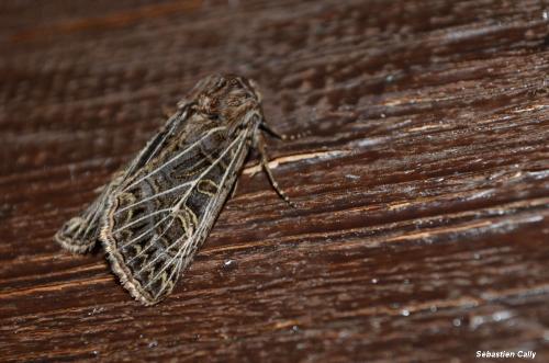Tholera decimalis