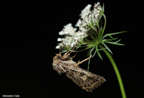 Tholera decimalis