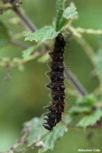 Réf. 110 307 : Araschnia levana