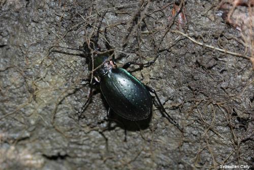 Carabus nemoralis