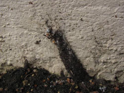 Atypus sp.